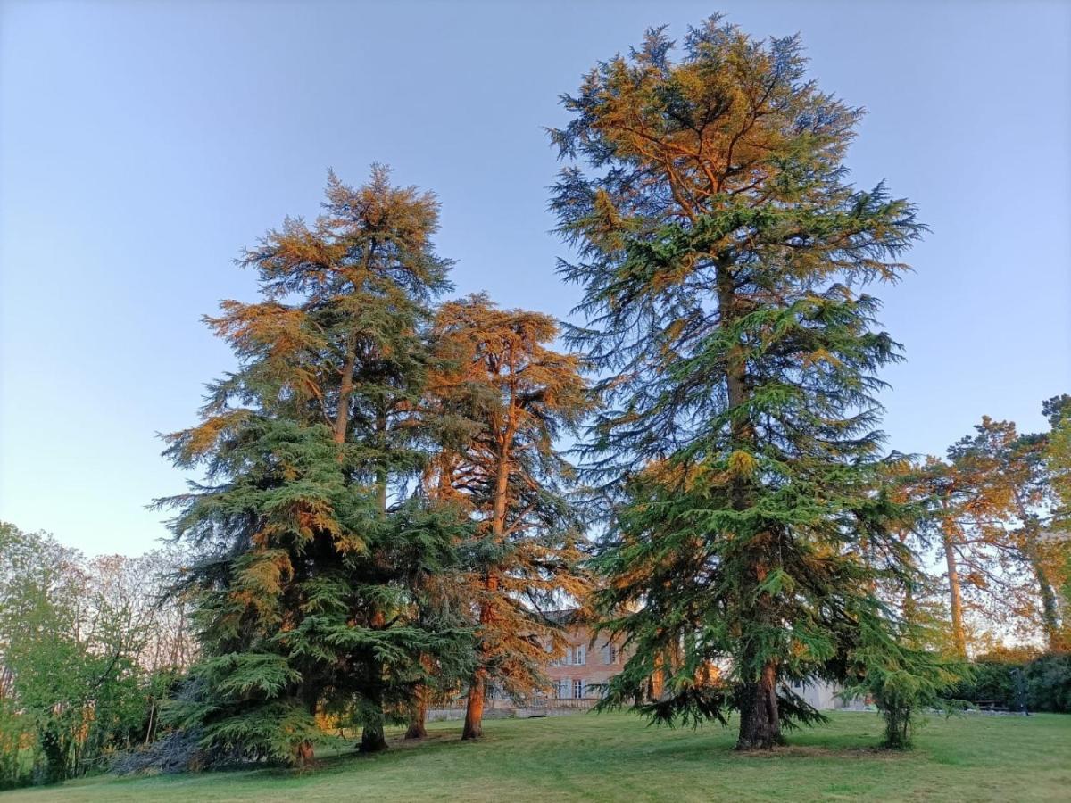 Le Jardin Des Cedres Hotell Lavaur  Exteriör bild